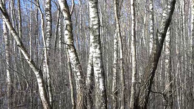 早春水在白桦林泛滥视频素材