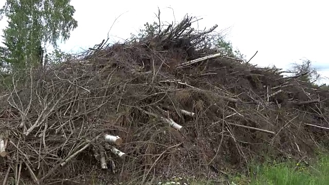 林内树枝堆叠，一览无余视频下载