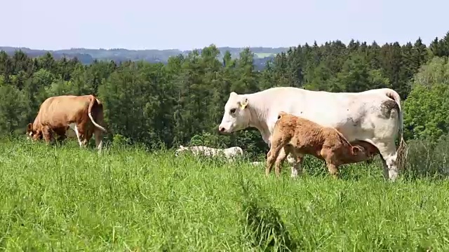 阳光明媚的春天，牛群在草地上吃草视频素材