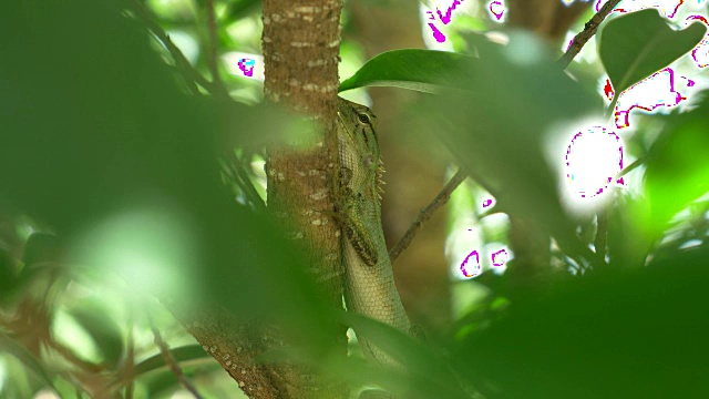 野生绿色蜥蜴在树上的特写视频下载
