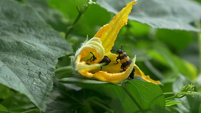 长角甲虫带有黄色条纹，是一种在南瓜花中类似黄蜂的昆虫。视频下载