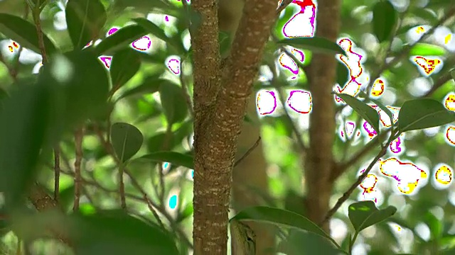 野生绿色蜥蜴在树上的特写视频下载