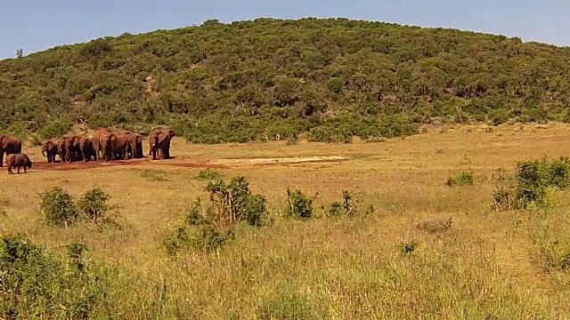 南非的大象视频素材