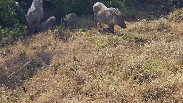 疣猪南非视频素材