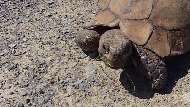 乌龟南非视频素材