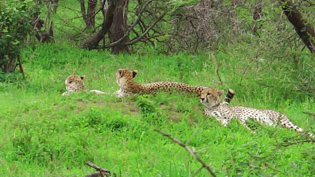 猎豹在草地上休息视频下载
