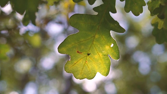 阳光下一片绿色的橡树叶子。特写镜头视频下载