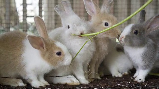 给兔子喂蔬菜。视频下载