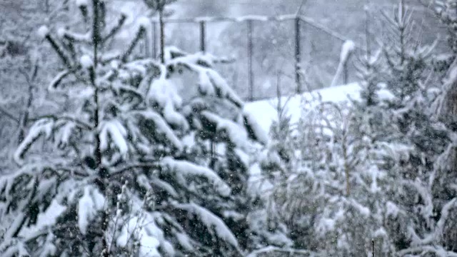 白色的小雪在针叶林的背景下慢慢飘落视频素材
