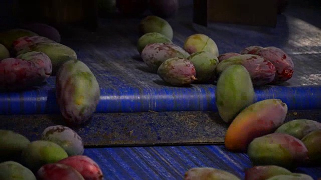 芒果系列水果产业化视频素材