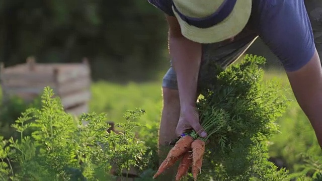 戴着帽子的年轻农民在有机农场的地里采摘胡萝卜视频素材