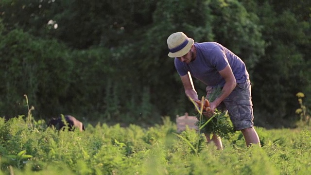 戴着帽子的年轻农民在有机农场的地里采摘胡萝卜视频素材