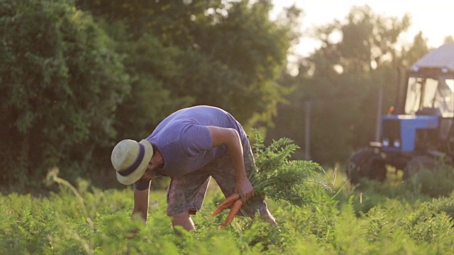 农民带着女儿在生态农场的田地里收获有机胡萝卜。视频素材