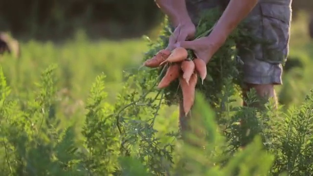 农民采摘和持有生物产品的胡萝卜。视频购买