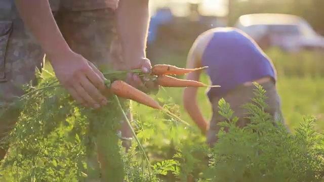 农民带着孩子在生态农场的田地里收获有机胡萝卜。视频素材