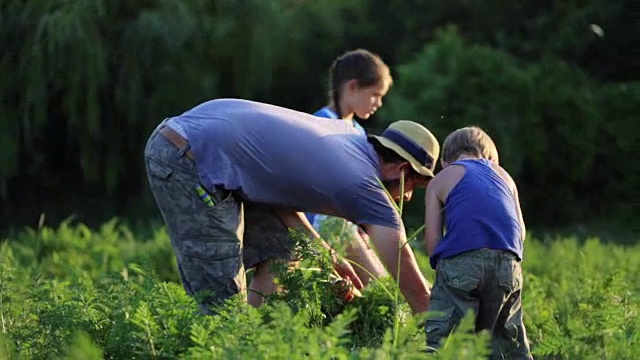 农民带着孩子在生态农场的田地里收获有机胡萝卜。视频素材