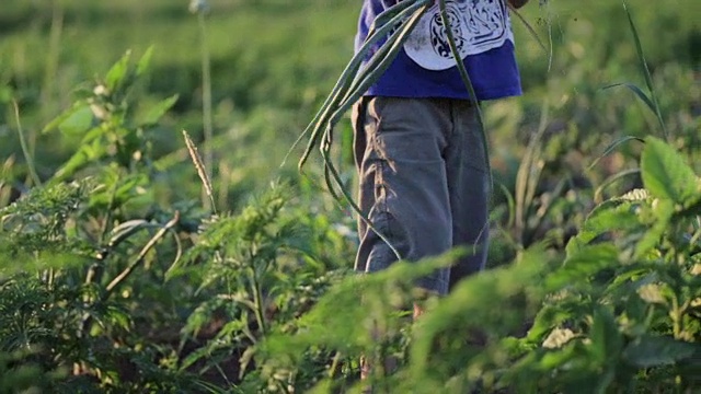 农民和家人在有机农场的地里采摘洋葱。视频素材