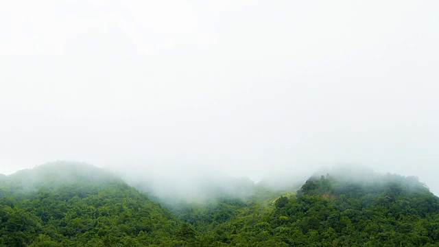 热带雨林中弥漫着薄雾。视频下载