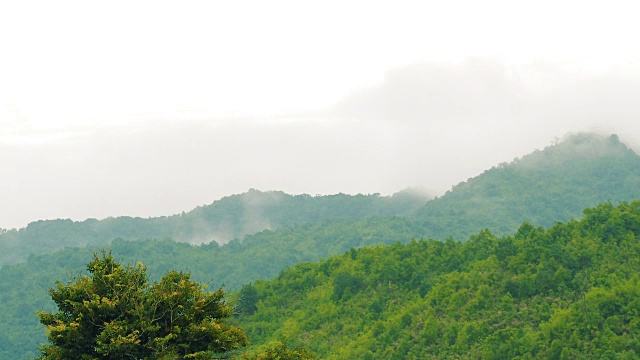 热带雨林中弥漫着薄雾。视频下载