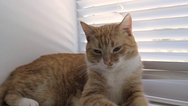 可爱的小猫在家里，宠物在室内视频素材