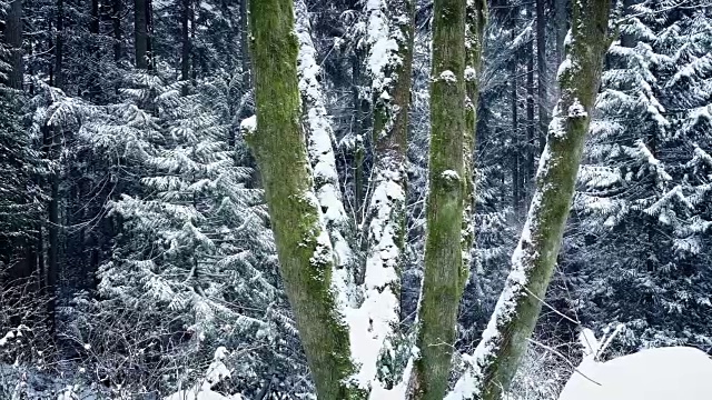 冬天到夏天的森林景象过渡视频素材