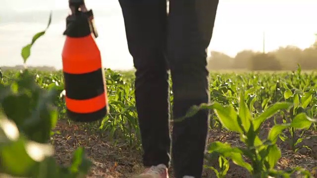 农民给玉米浇水和施肥视频素材