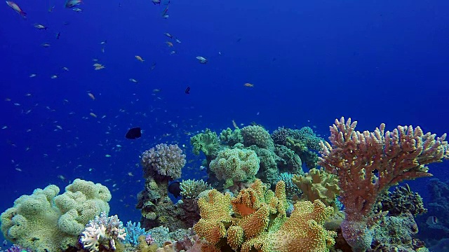 水下风景珊瑚礁视频素材