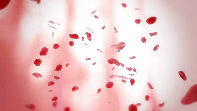 红玫瑰花瓣飘落视频素材