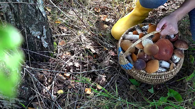 拿着柳条篮子的妇女采摘牛肝菌生长在桦树附近视频素材