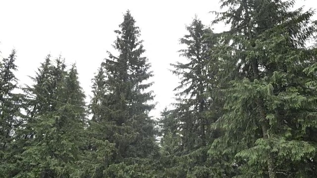 雨天，风吹动高大云杉的树枝视频下载