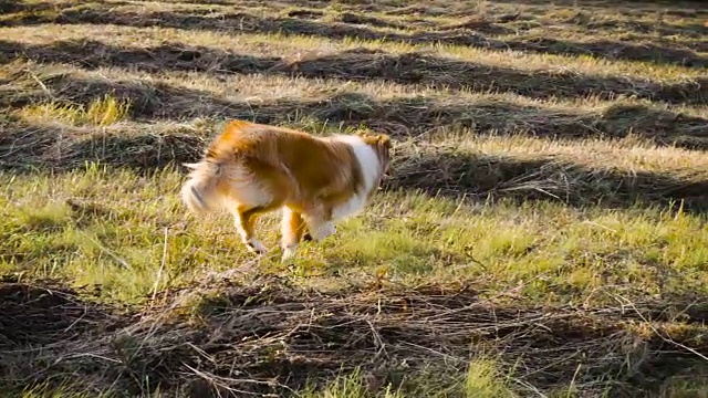 阳光下，柯利牧羊犬在绿地上奔跑视频素材