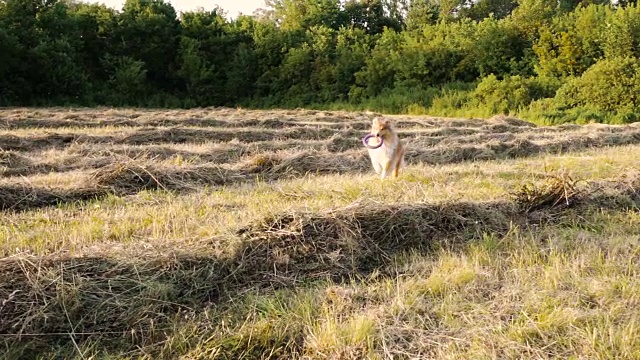 柯利牧羊犬带着玩具在绿地上奔跑视频素材