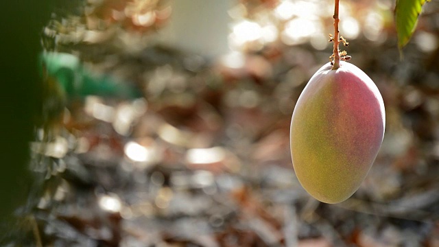 芒果热带果实成熟挂在枝头视频下载