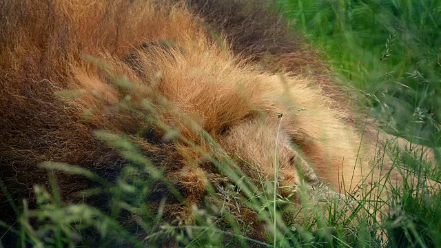 狮子睡在长草特写视频素材