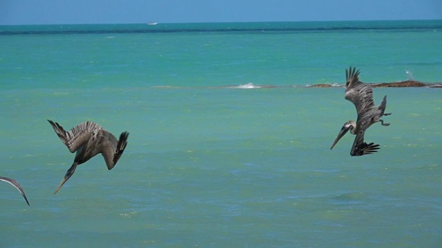 近距离观察:海鸥在棕鹈鹕捕鱼时，等待着偷取猎物视频素材