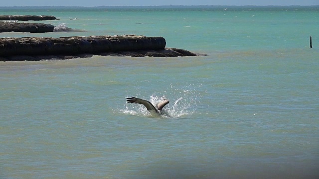 慢镜头:鹈鹕从空中迅速下降，在海里捕鱼视频素材