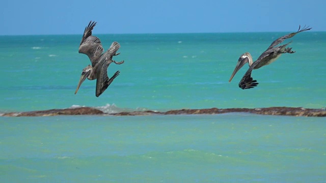 慢镜头:鹈鹕和一只海鸥在翠绿的海洋里捕食鱼视频素材