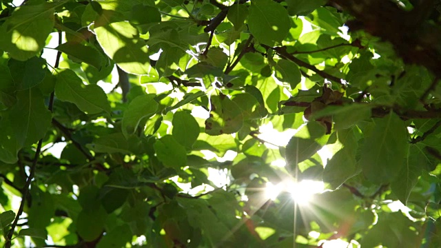 慢镜头近景阳光透过茂密的树叶在树冠照耀视频素材