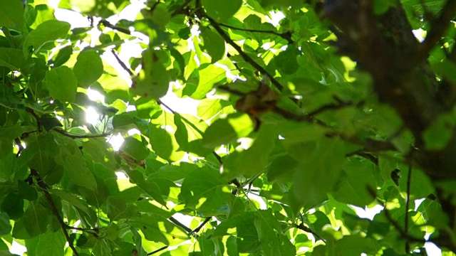 慢镜头特写:温暖的春天阳光照耀着树冠上的绿叶视频素材