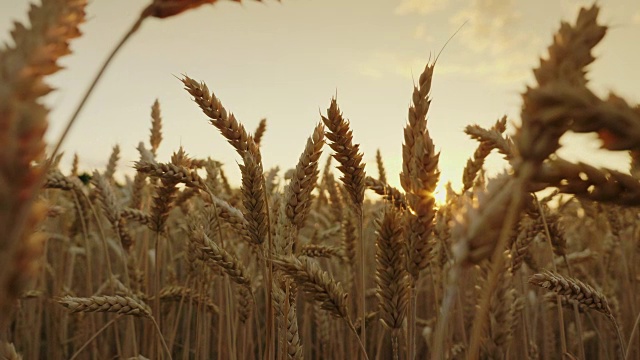 精选优质小麦日落时的成熟小穗。4K慢动作视频视频素材