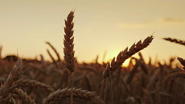 美丽的小麦在日落。优质精选小麦的优良品级视频素材