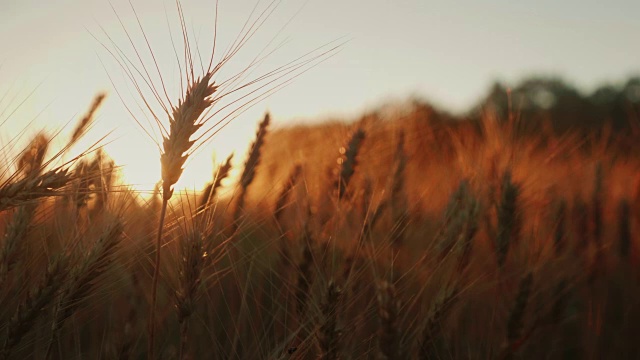 日落时的小麦小穗。随风摇摆，慢动作录像视频素材