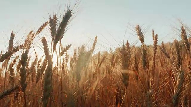 小麦的小穗被风刺破。夕阳照耀着小麦。4K慢动作视频视频素材