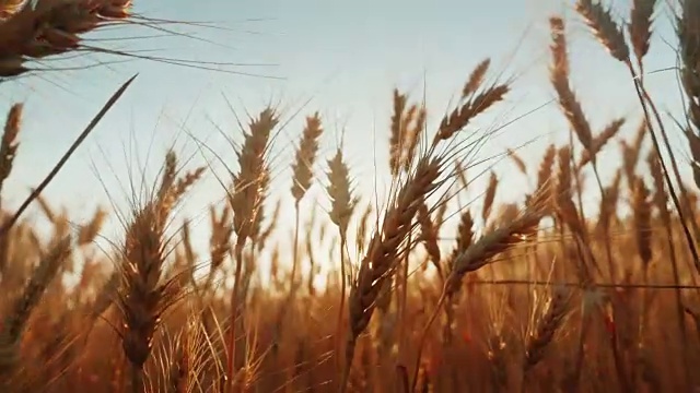 成熟小麦的小穗在风中刺破。夕阳照耀着小麦。4K慢动作视频视频下载