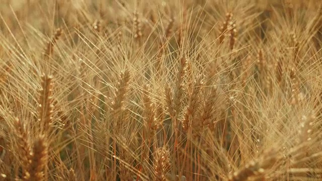 黄田准备收割小麦了。在日落时，美丽的亮点从背光在框架视频素材