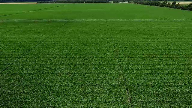绿色的玉米地配有灌溉系统，俯视图，航拍录像。在干旱和半干旱地区，产量的显著增加提供了水视频下载