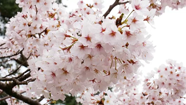 小樱。日本樱花。粉红色的春花背景视频素材