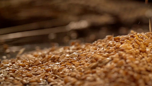 麦粒以慢镜头落下，背景是一捆小麦。在滑块上拍摄视频购买