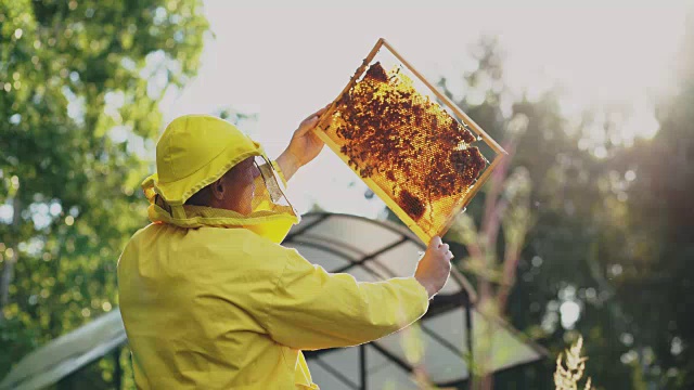 养蜂人在采蜜前检查木架视频购买
