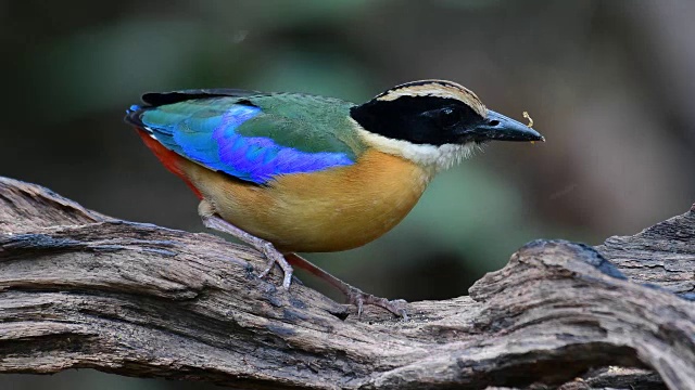 Blue-winged皮塔饼鸟视频下载